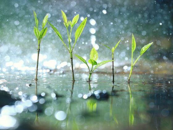 Дождливое утро сулит не плохой урожай льна