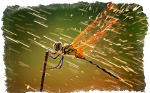 Приметы о природе