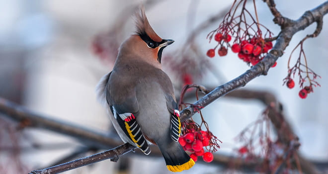 Дятел зимой на ветке