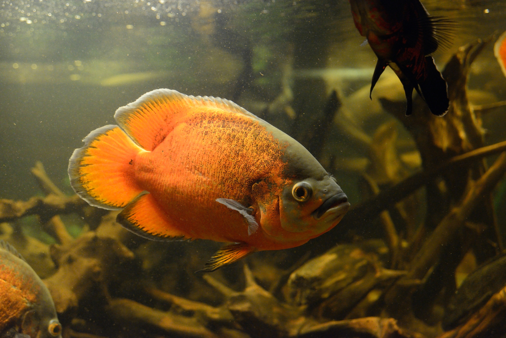 Совместимость аквариумных рыбок в одном аквариуме таблица