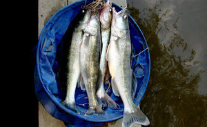 Прогноз клёва в Казани