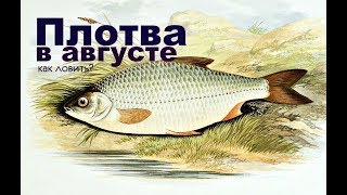 Время клева для плотвы