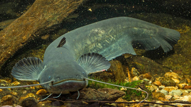 Ржакса: рыбалка и какая рыба водится