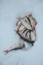 &laquo;Пучежская рыбалка – 2016&raquo; - http://www.puchezhskie-vesti.ru/