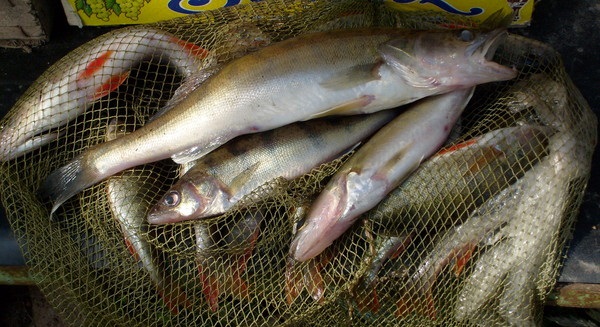 Осенний судак