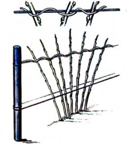 подвязка малины