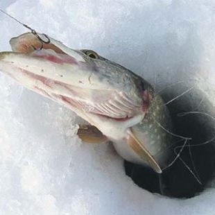 Ловля щуки зимой