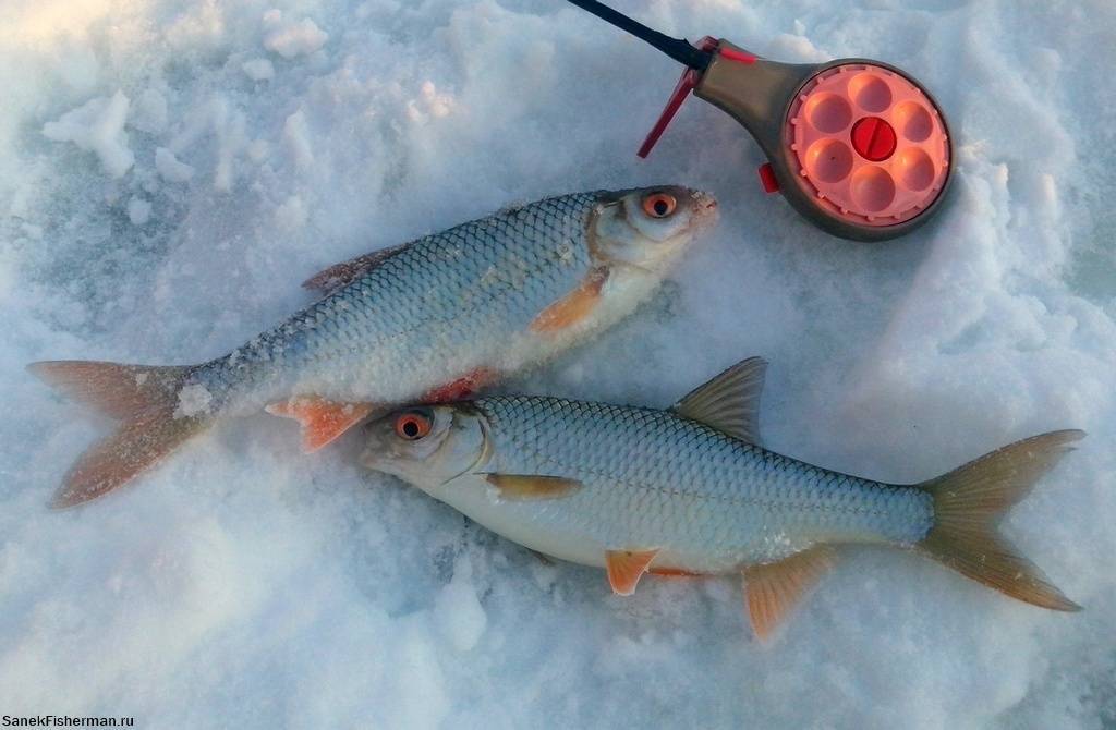 Рыбалка в глухозимье, когда наступает глухозимье и как рыбачить