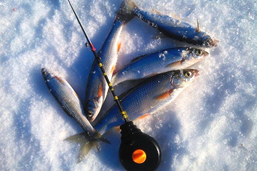 Окунь в глухозимье