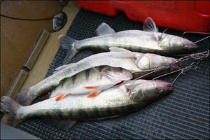 Рыбалка в калининградской области