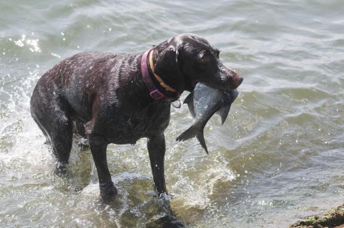 Платная рыбалка в Липецке