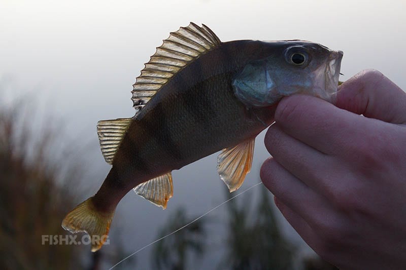 Окунь поздней осенью