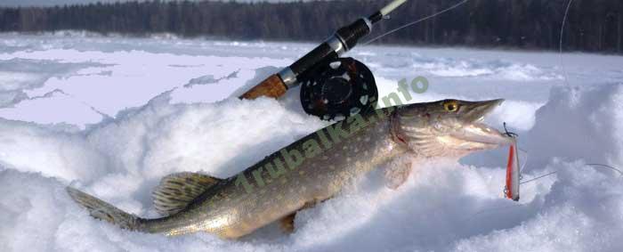 Ловля щуки на ратлины зимой