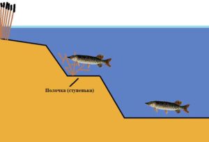 Где ловить щуку на ратлины зимой
