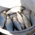 Вобла пострадала из-за астраханского паводка