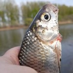 Вода прибывает в астраханские реки. Как ловится вобла 