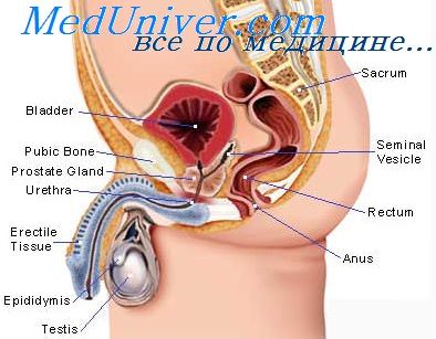 рост простаты