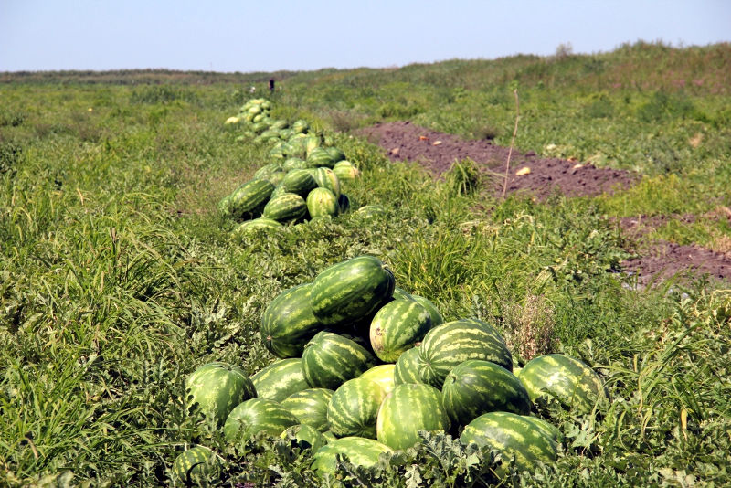 астраханские арбузы