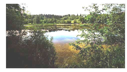 Клев рыбы летом в закрытом от ветра водоеме фотография