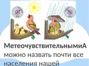 Метеочувствительными можно назвать почти все населения нашей планеты (статист