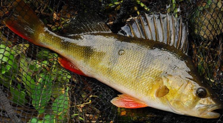ловля окуня фото