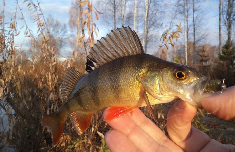спининговая тактика ловли окуня осенью