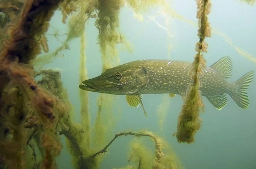 щука в воде