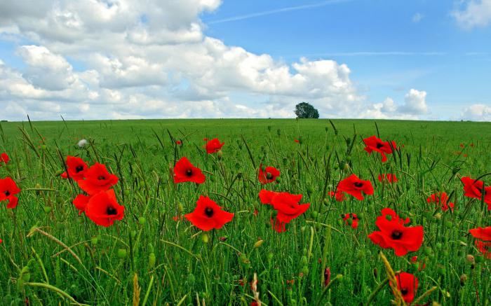 признаки хорошей и плохой погоды