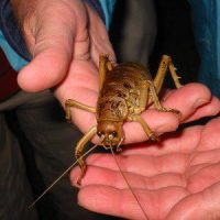 Сверчок в квартире примета