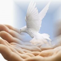 Примета птица села на окно