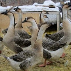 Сколько дней высиживает яйца гусыня: яйценоскость, когда домашние гуси начинают нестись и до какого возраста, видео о яйцекладке