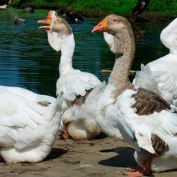 Сколько дней высиживает яйца гусыня: яйценоскость, когда домашние гуси начинают нестись и до какого возраста, видео о яйцекладке