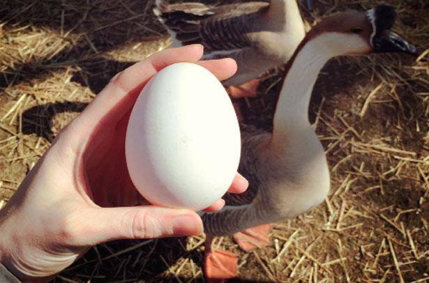 Яйценоскость гусей