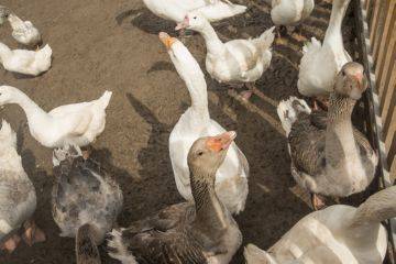 помещение для гусей