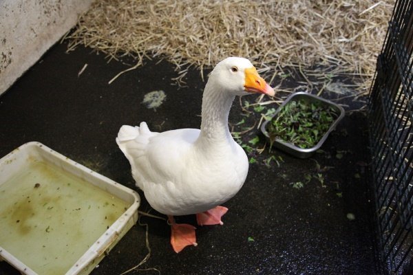 Откармливание гусынь