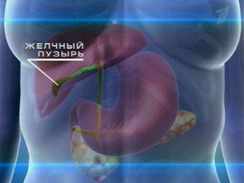 Желчный пузырь - важный орган