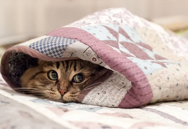 кошки-синоптики