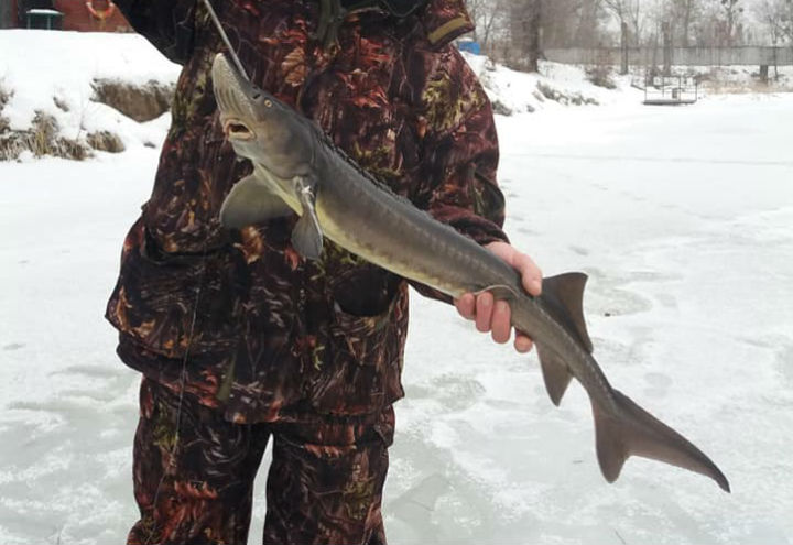 Словить зимой стерлядь довольно сложно. Профи клуба &laquo;Фартовая рыбалка&raquo; рекомендуют использовать живые приманки