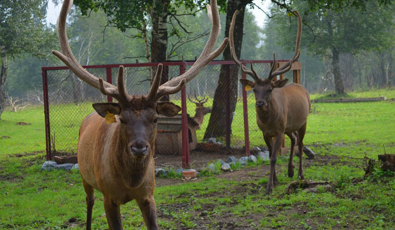 Мараловая ферма