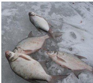 Активизация клева леща зимой