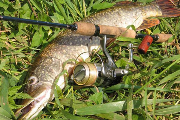 Щука на травке