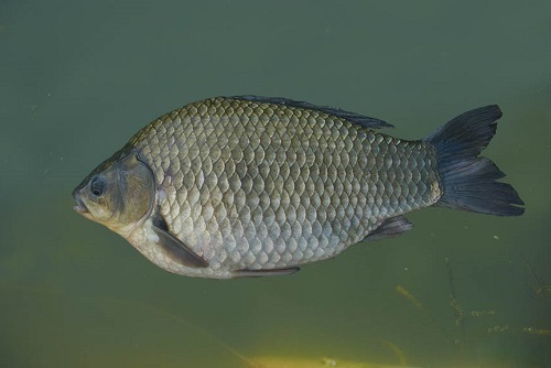Атмосферное давление для рыбалки: влияние изменений погоды на клев