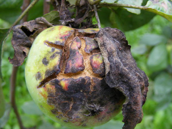 Фото 1. Так выглядит парша яблони
