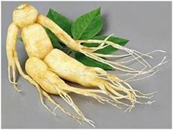 Корня женьшеня