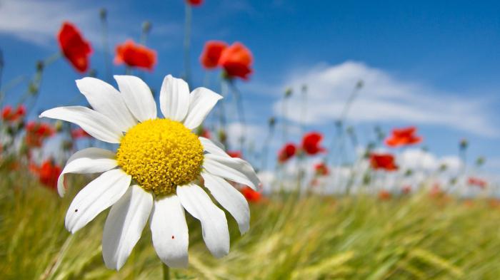 общая фенология