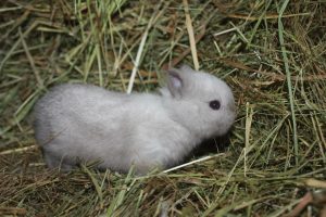 Сколько живут декоративные кролики в домашних условиях