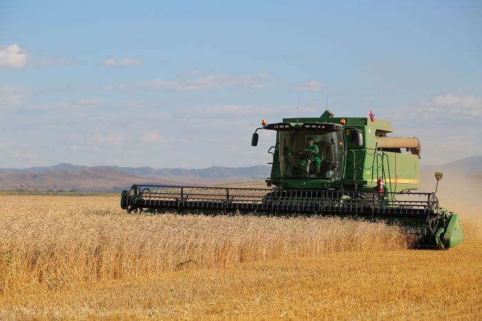 Эксперты: Жаркая погода не повлияет на урожай зерна в Монголии