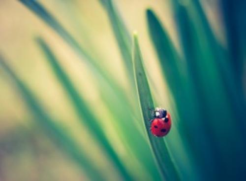 Как влияет погода на поведение домашних животных. Как гроза влияет на поведение домашних животных. Народные приметы о погоде по растениям и повадкам животных. Приметы по природным явлениям