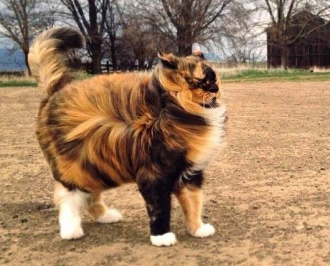 Приметы про кошек и погоду