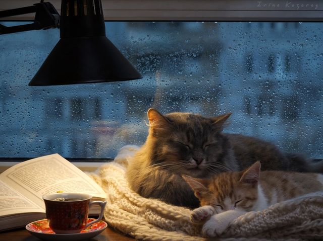 Кошка с котенком у окошка